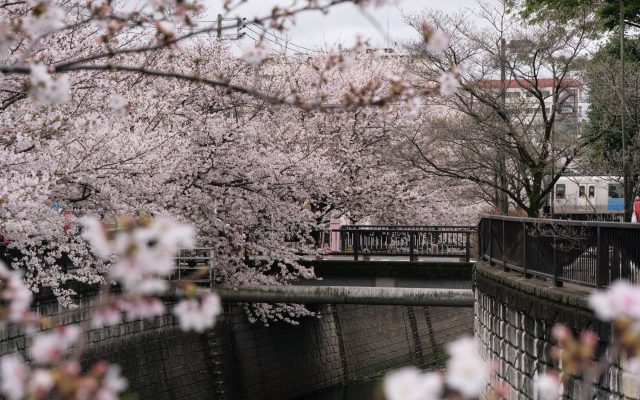 คู่มือชมซากุระในญี่ปุ่น: วิธีการฮานามิ