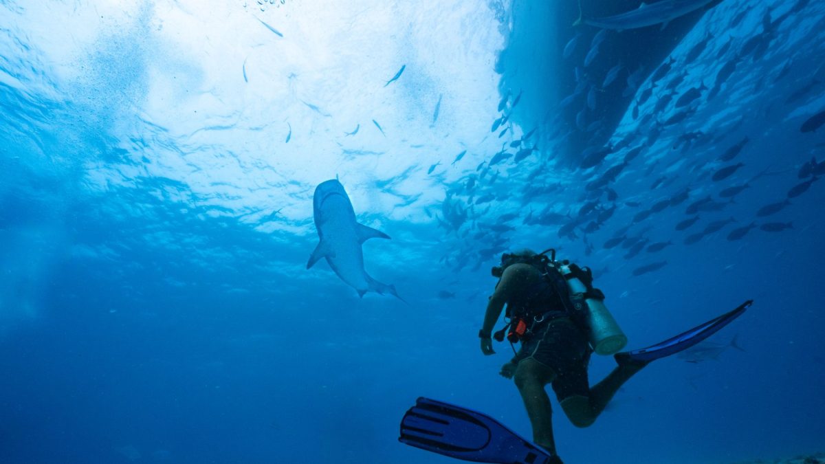 ช่วยกันอนุรักษ์ฉลามที่โอกินาว่า ประเทศญี่ปุ่น