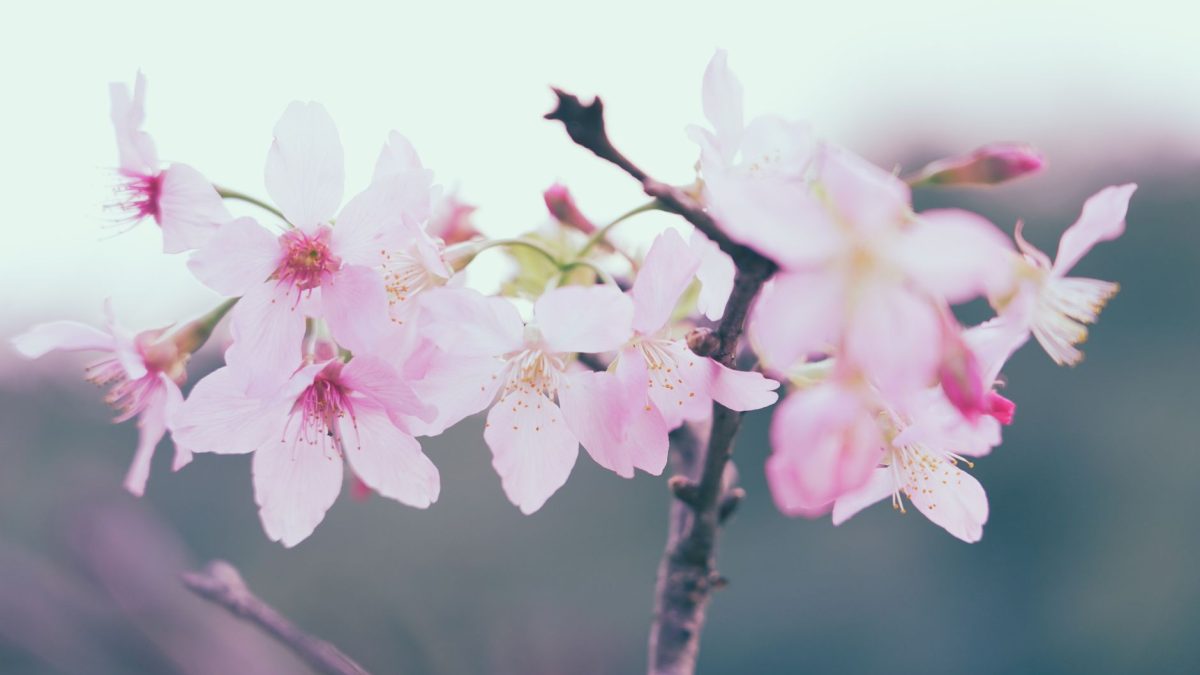 ซากุระในญี่ปุ่นและบอทคอตในเกาหลี: สิ่งที่ดอกไม้สอนเรา