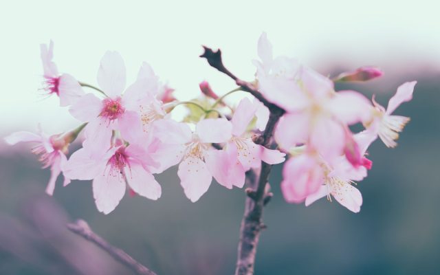 ซากุระในญี่ปุ่นและบอทคอตในเกาหลี: สิ่งที่ดอกไม้สอนเรา