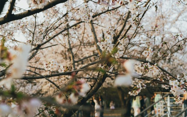 ซากุระในญี่ปุ่นและบอทกคอทในเกาหลี: ความหมายและประสบการณ์ที่แตกต่าง