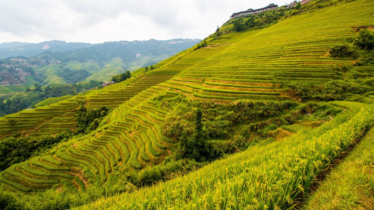 นาขั้นบันไดหลงจี๋ (Longji Rice Terraces) สถานที่ท่องเที่ยวในกุ้ยหลิน, จีน