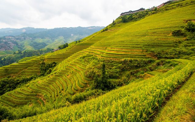 นาขั้นบันไดหลงจี๋ (Longji Rice Terraces) สถานที่ท่องเที่ยวในกุ้ยหลิน, จีน
