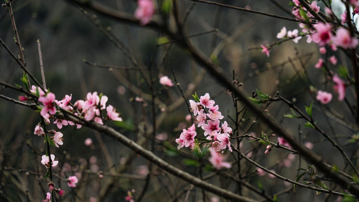 ฤดูซากุระจางเจียเจี้ย: สวรรค์ของคนรักดอกไม้