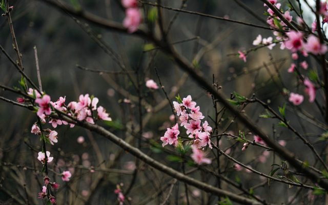 ฤดูซากุระจางเจียเจี้ย: สวรรค์ของคนรักดอกไม้