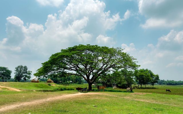 หมู่บ้านที่สะอาดที่สุดในเอเชีย: ปิดให้บริการนักท่องเที่ยวในวันอาทิตย์
