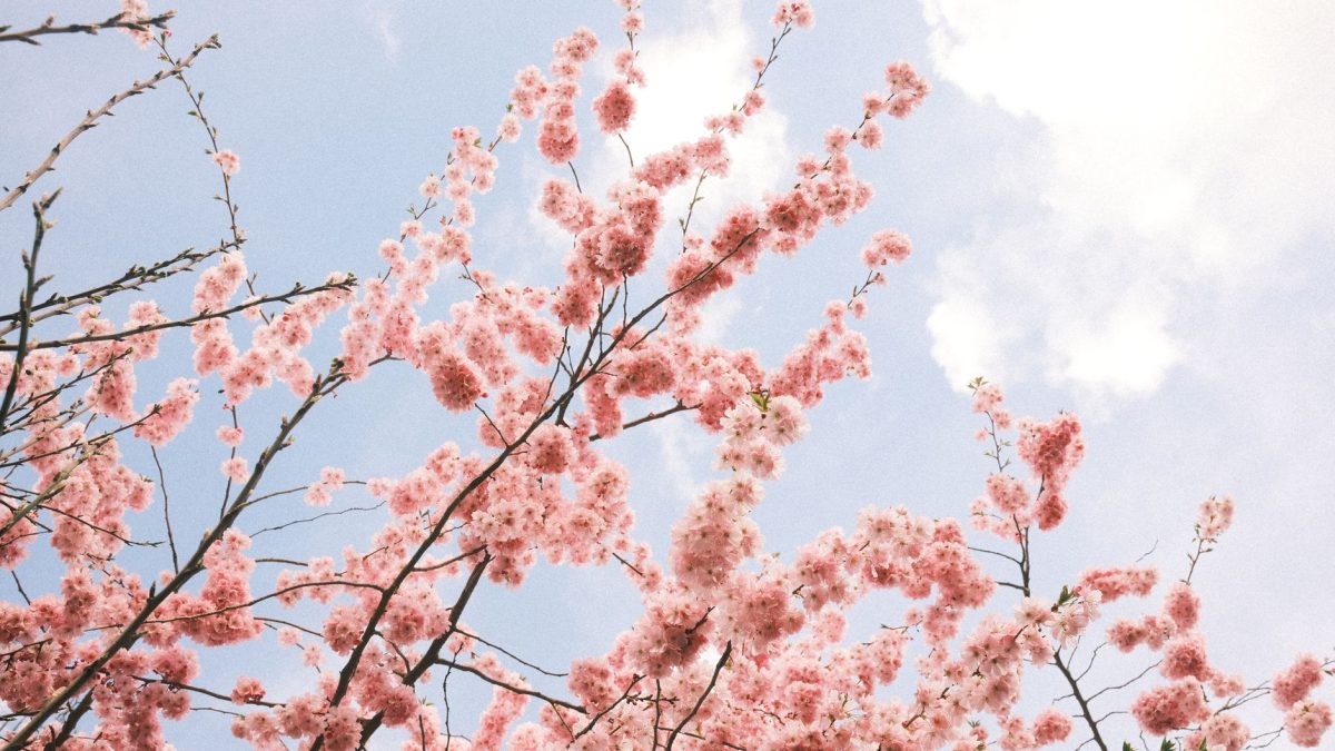 ฤดูซากุระโคโมโด: ความงดงามของธรรมชาติในอินโดนีเซีย