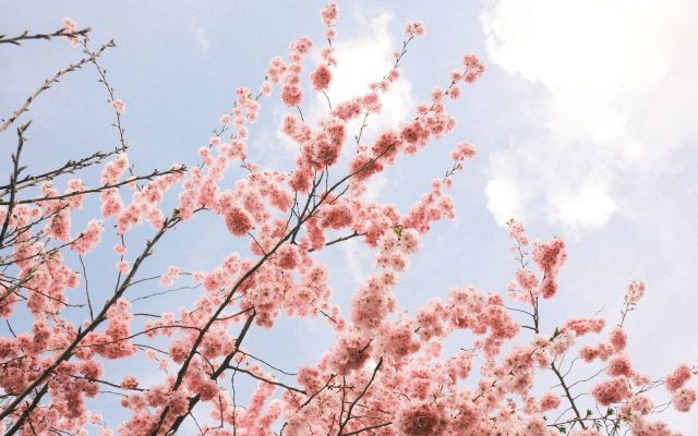 ฤดูซากุระโคโมโด: ความงดงามของธรรมชาติในอินโดนีเซีย