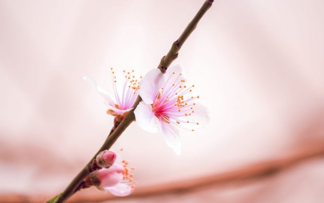 ฤดูซากุระเดลี: สัมผัสความงามในเมืองหลวงอินเดีย