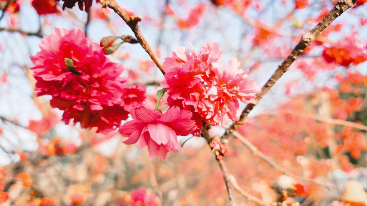 ฤดูซากุระพาราณสี
