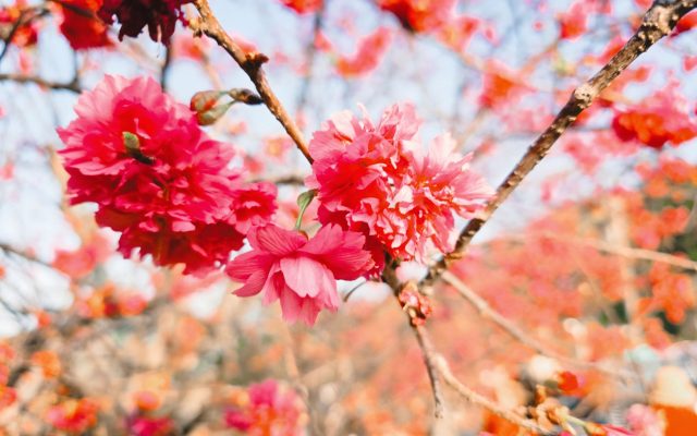 ฤดูซากุระพาราณสี