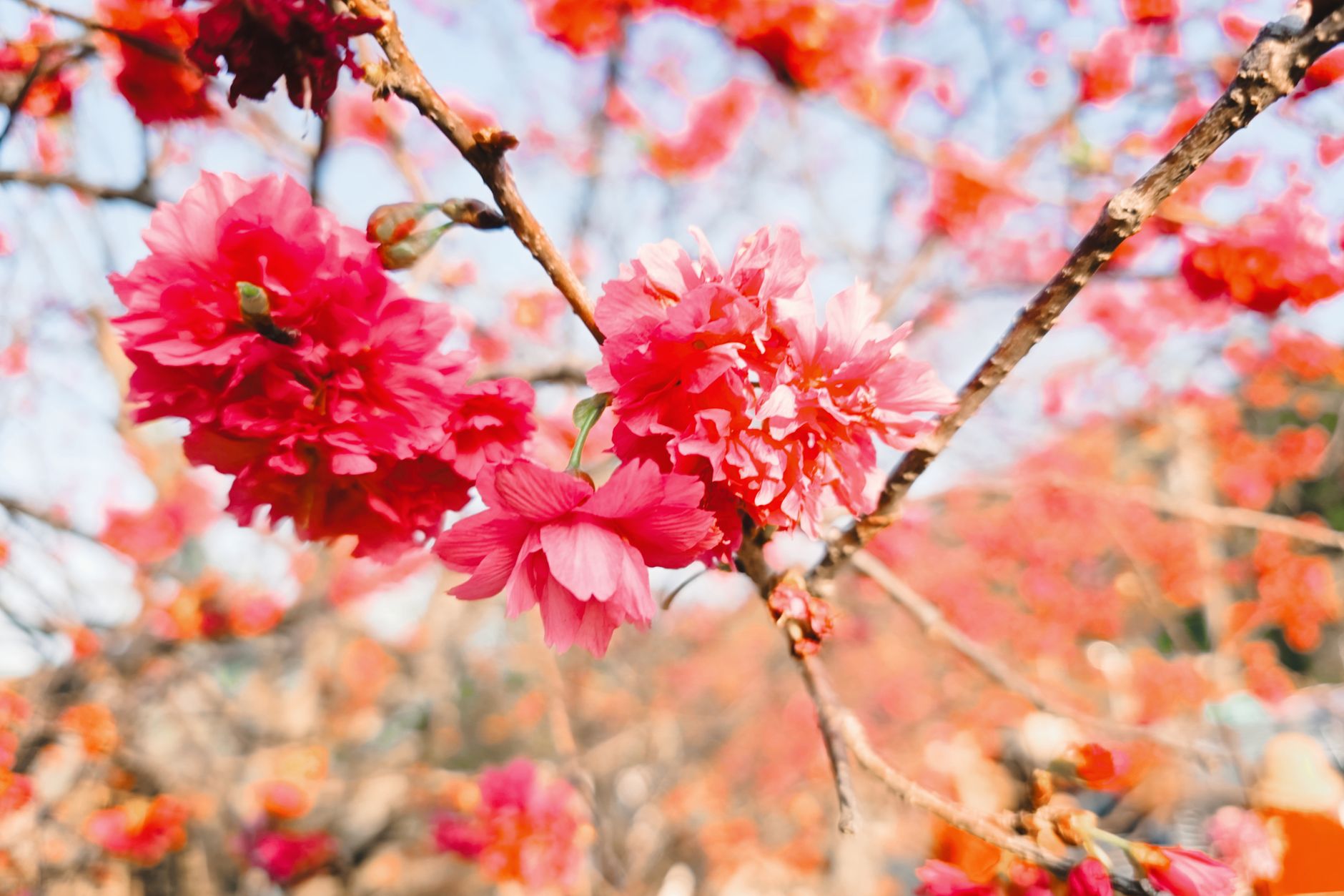 ฤดูซากุระพาราณสี