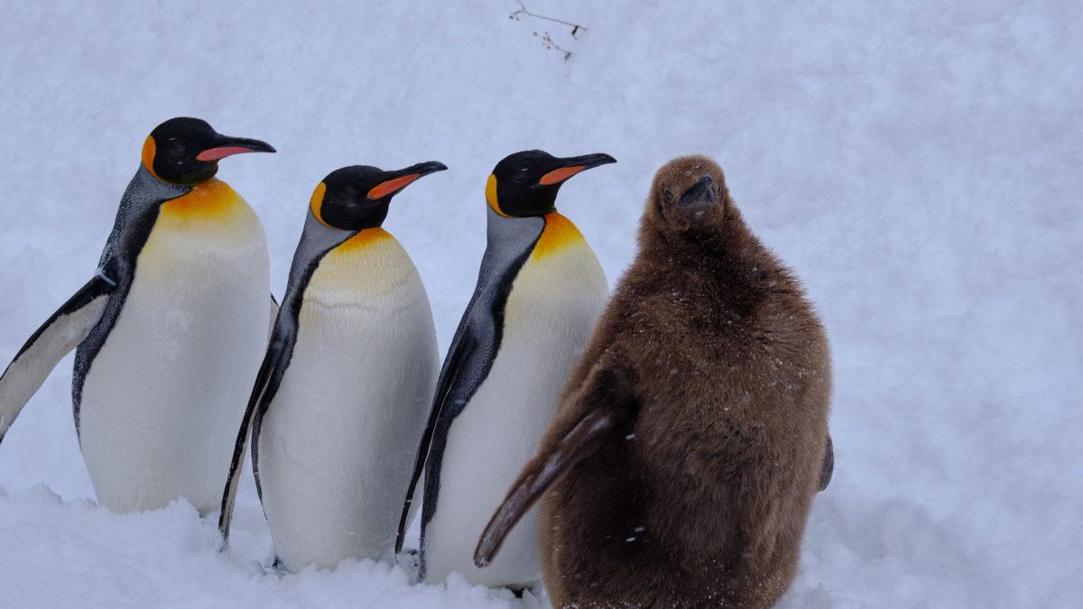สวนสัตว์อาซาฮิยามะ (ฮอกไกโด, ญี่ปุ่น): คู่มือท่องเที่ยวสำหรับคนไทย