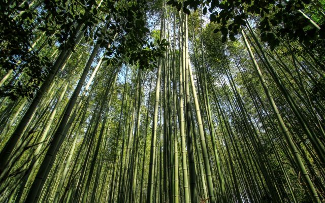 สำรวจป่าไผ่อาราชิยามะ: สถานที่ท่องเที่ยวที่คุณไม่ควรพลาดในเกียวโต