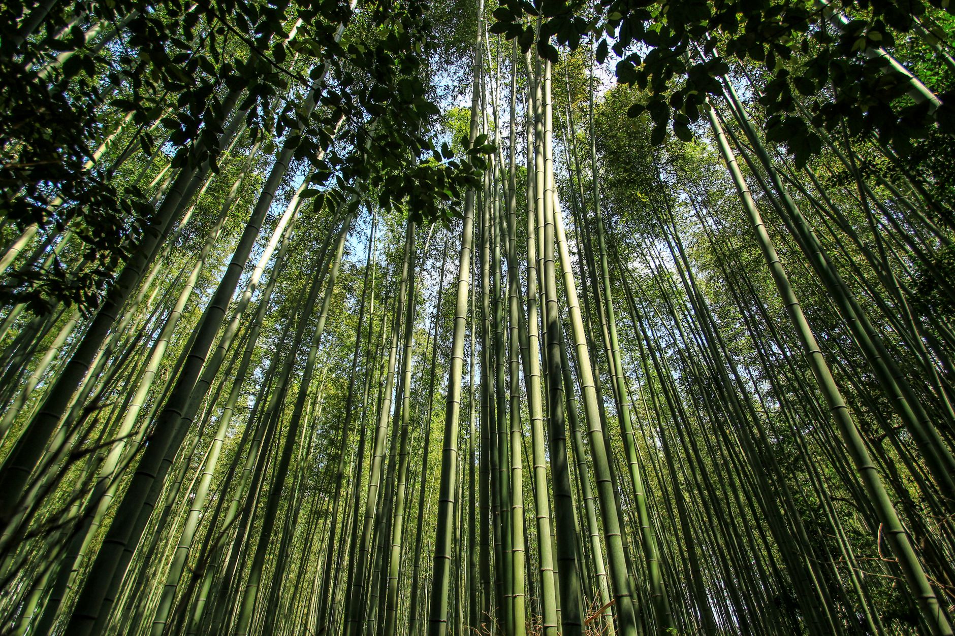 สำรวจป่าไผ่อาราชิยามะ: สถานที่ท่องเที่ยวที่คุณไม่ควรพลาดในเกียวโต
