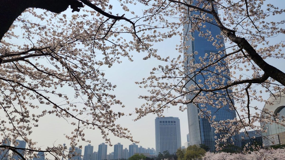 ฤดูซากุระในโซล: เที่ยวเกาหลีใต้ให้ฟินในช่วงเวลาที่สวยงามที่สุด