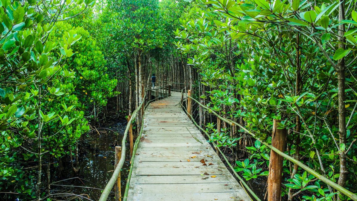 อุทยานกีลิม: สถานที่ท่องเที่ยวสุดมหัศจรรย์ในลังกาวี