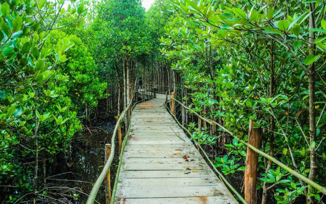 อุทยานกีลิม: สถานที่ท่องเที่ยวสุดมหัศจรรย์ในลังกาวี