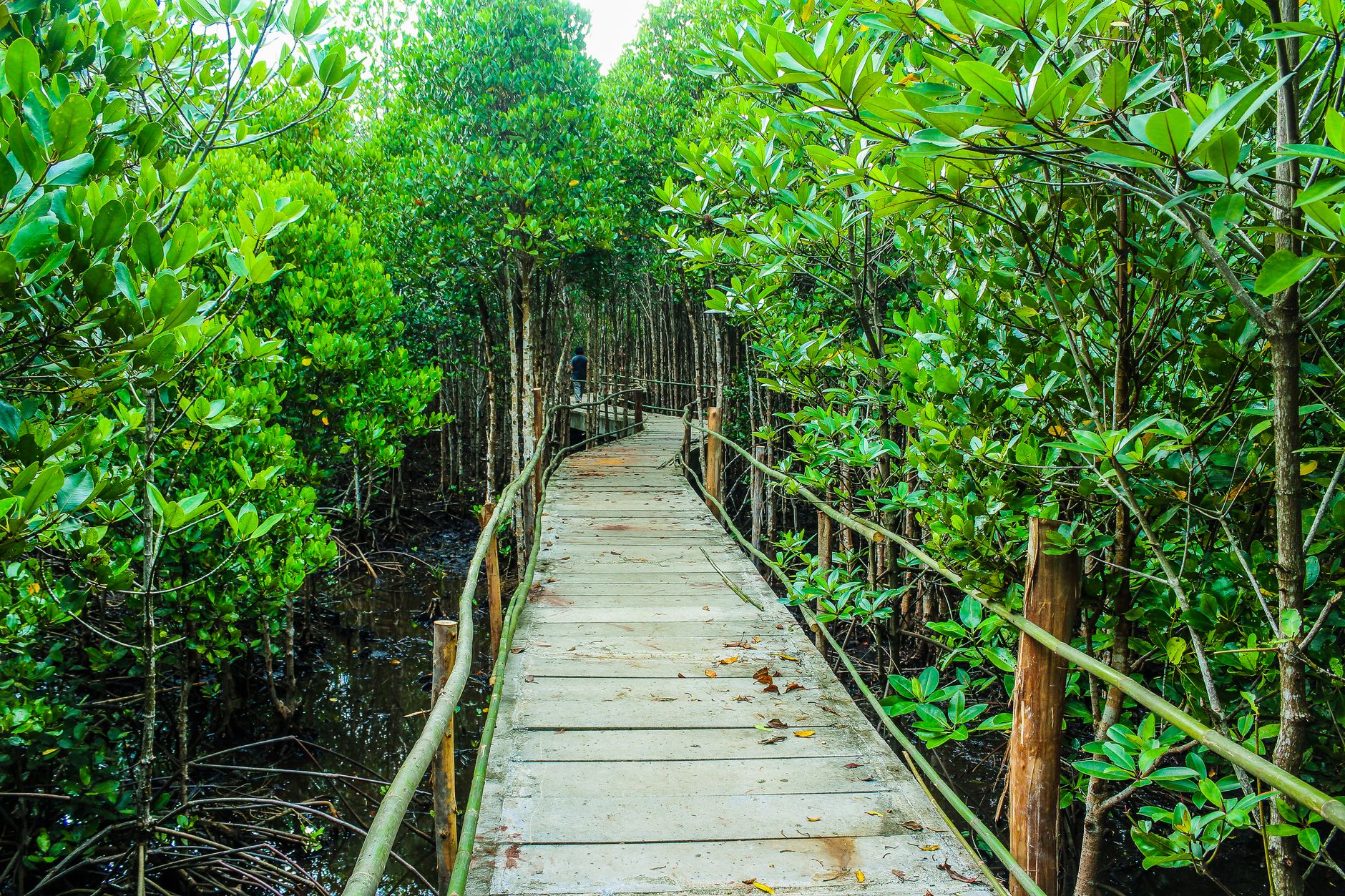 อุทยานกีลิม: สถานที่ท่องเที่ยวสุดมหัศจรรย์ในลังกาวี