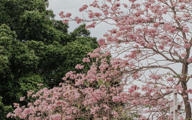 ฤดูซากุระลังกาวี: สัมผัสความสวยงามแห่งธรรมชาติในมาเลเซีย