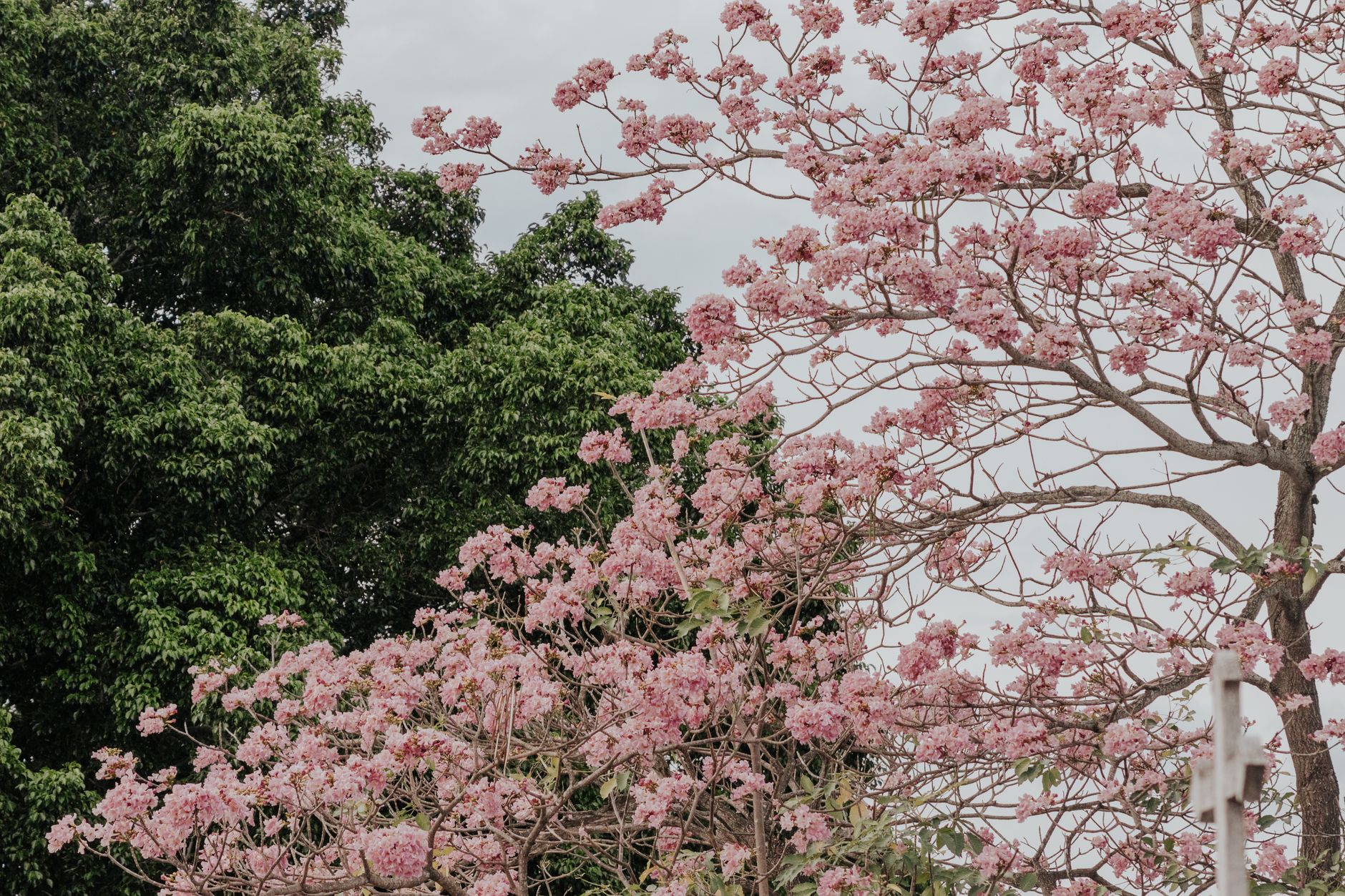 ฤดูซากุระลังกาวี: สัมผัสความสวยงามแห่งธรรมชาติในมาเลเซีย