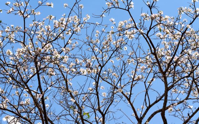 ฤดูซากุระปาลาวัน: สัมผัสความงามของดอกซากุระในฟิลิปปินส์