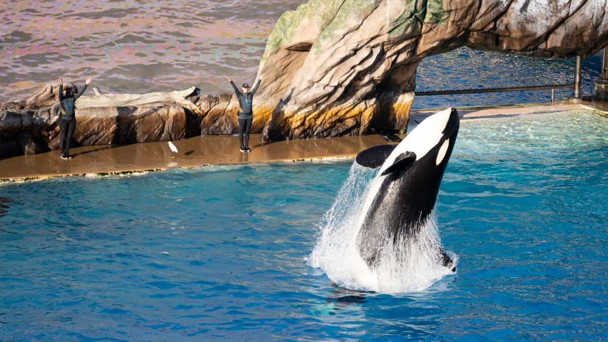 เคล็ดลับการประหยัดเมื่อไป SeaWorld