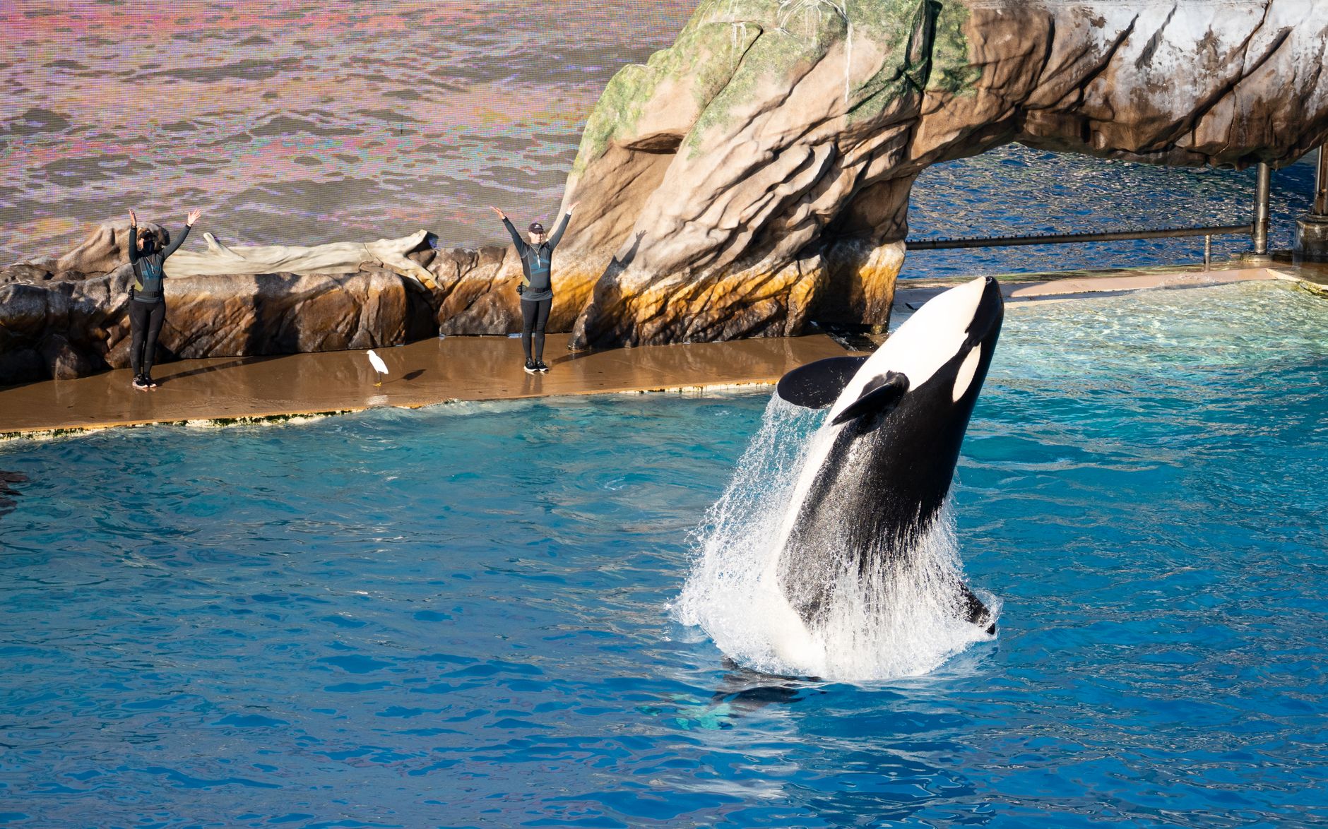 เคล็ดลับการประหยัดเมื่อไป SeaWorld