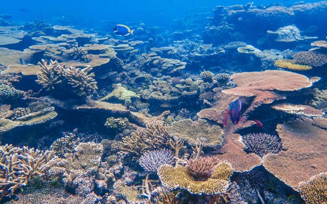 9 สถานที่ท่องเที่ยวสุดมหัศจรรย์เพื่อสัมผัสชีวิตใต้ทะเล