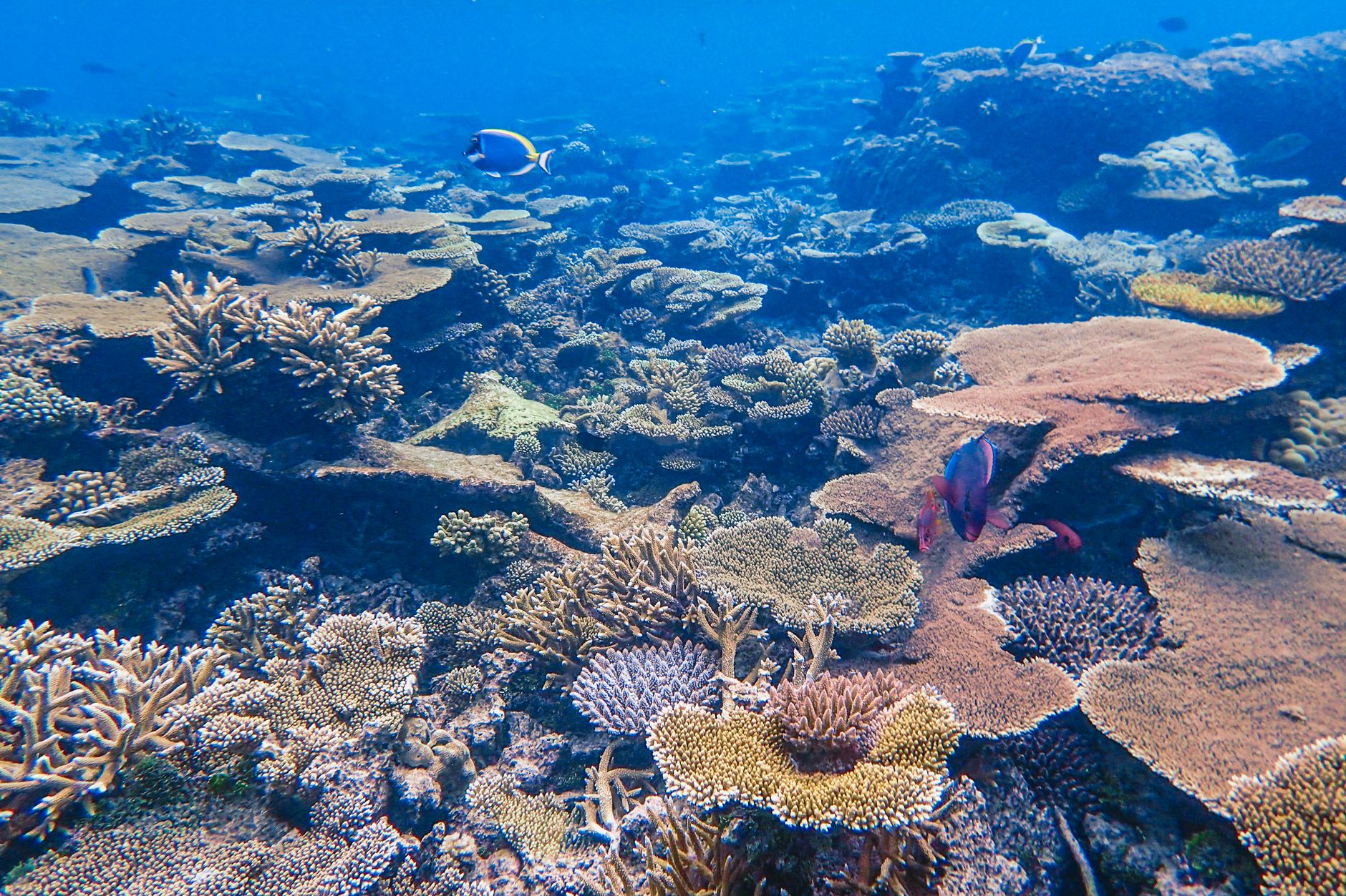 9 สถานที่ท่องเที่ยวสุดมหัศจรรย์เพื่อสัมผัสชีวิตใต้ทะเล