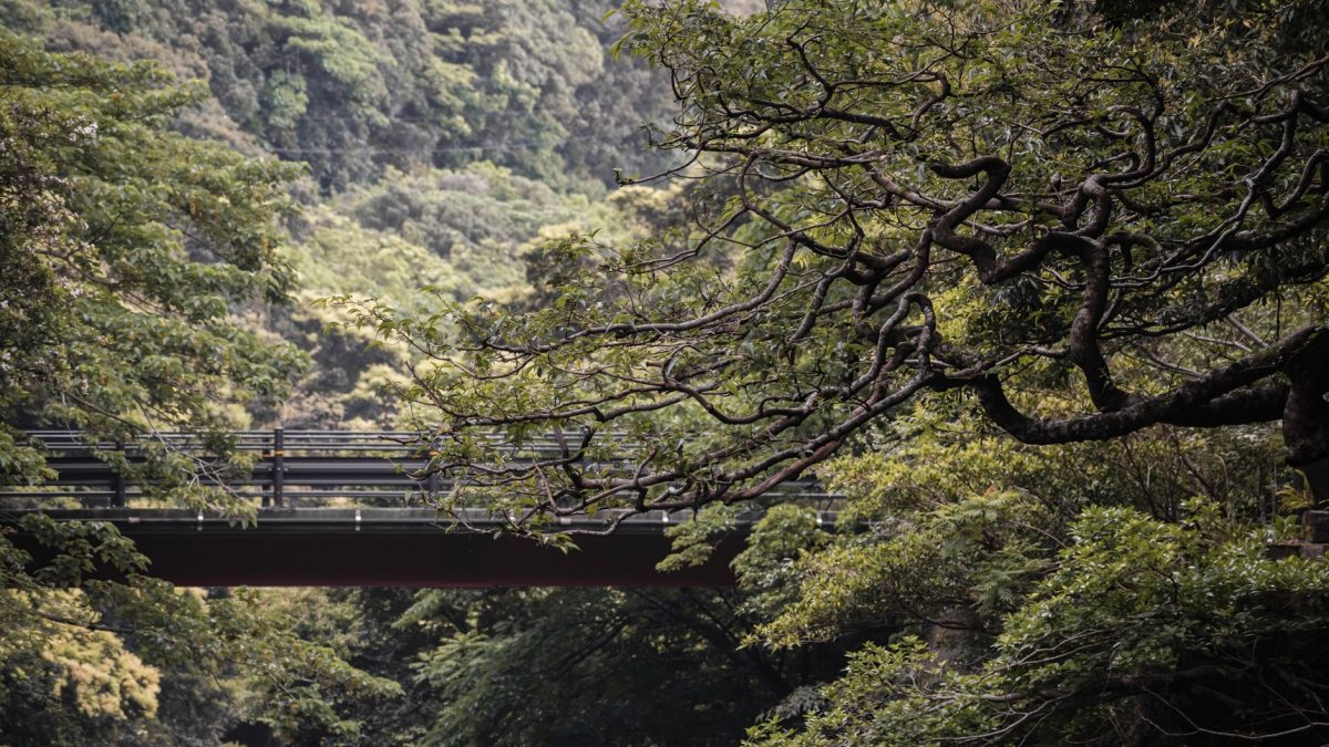 สำรวจเกาะยาคุชิมะ: ดินถล่มและธรรมชาติที่งดงาม