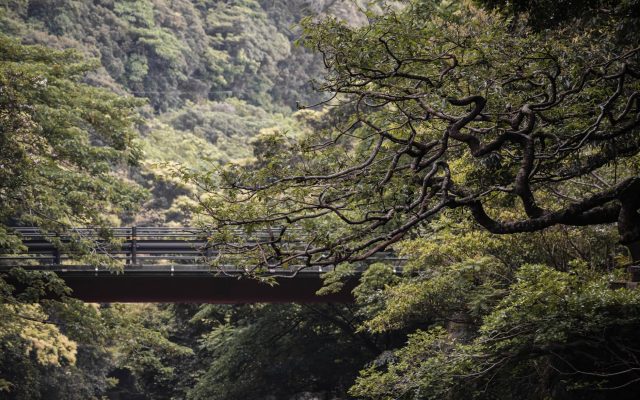 สำรวจเกาะยาคุชิมะ: ดินถล่มและธรรมชาติที่งดงาม
