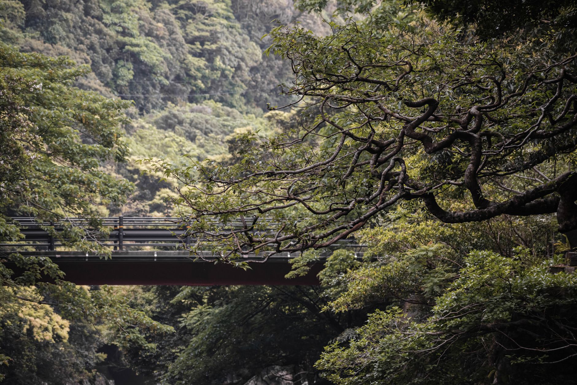 สำรวจเกาะยาคุชิมะ: ดินถล่มและธรรมชาติที่งดงาม