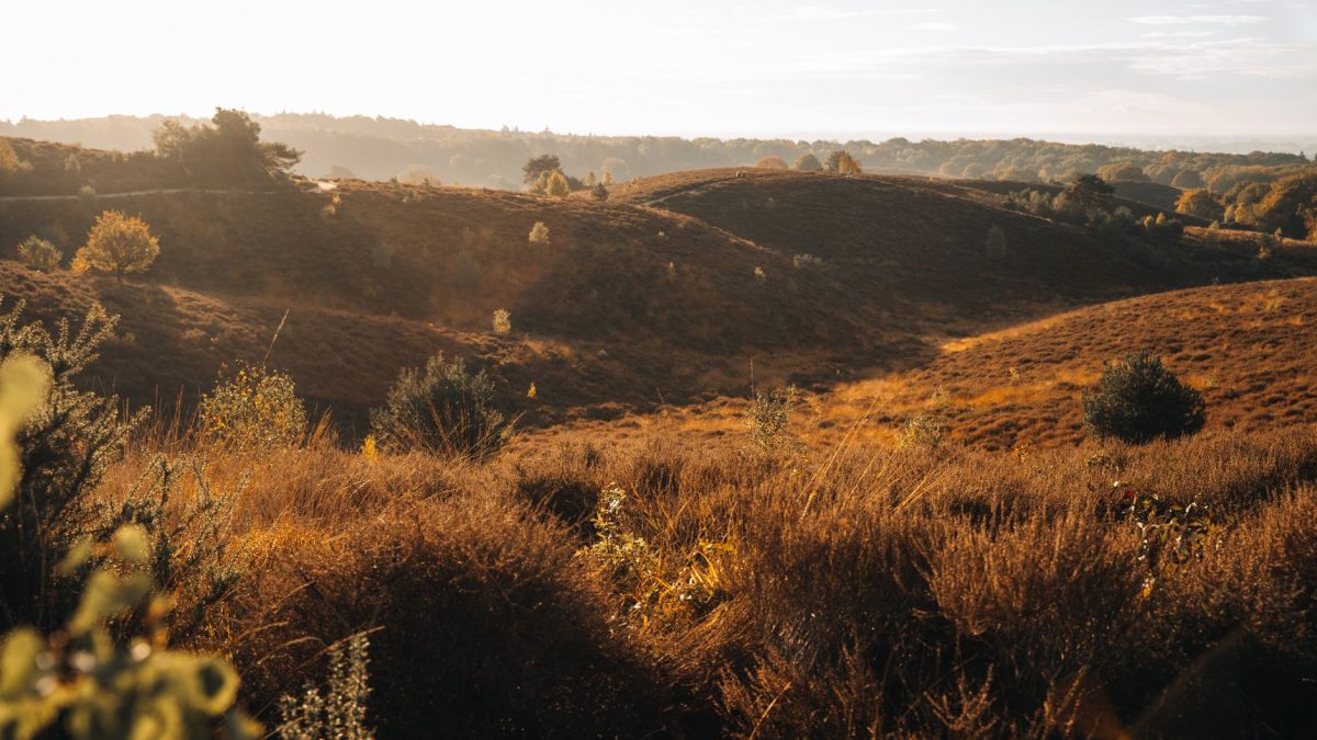 ปั่นจักรยานในป่าแห่งเนเธอร์แลนด์: การพักผ่อนในฤดูใบไม้ร่วงที่ Veluwe