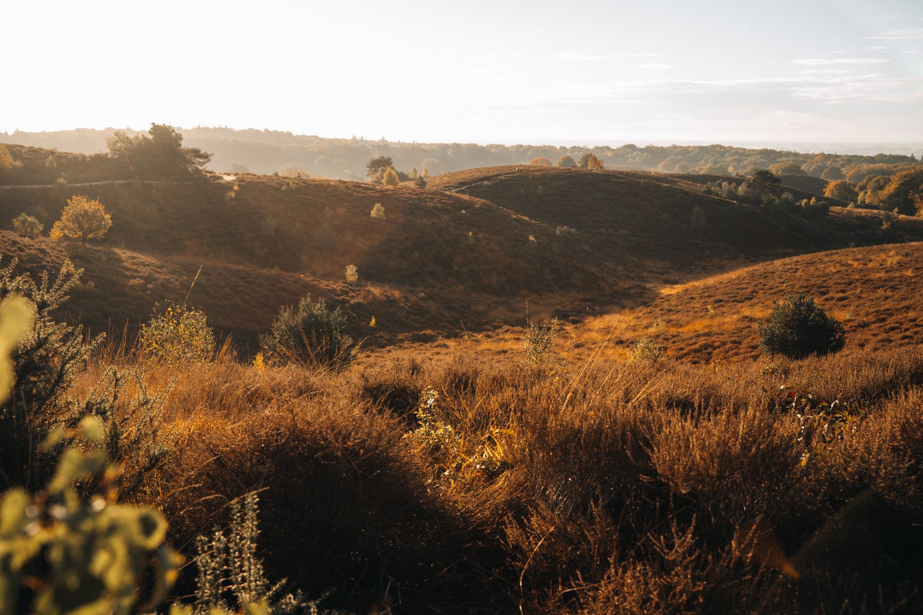 ปั่นจักรยานในป่าแห่งเนเธอร์แลนด์: การพักผ่อนในฤดูใบไม้ร่วงที่ Veluwe