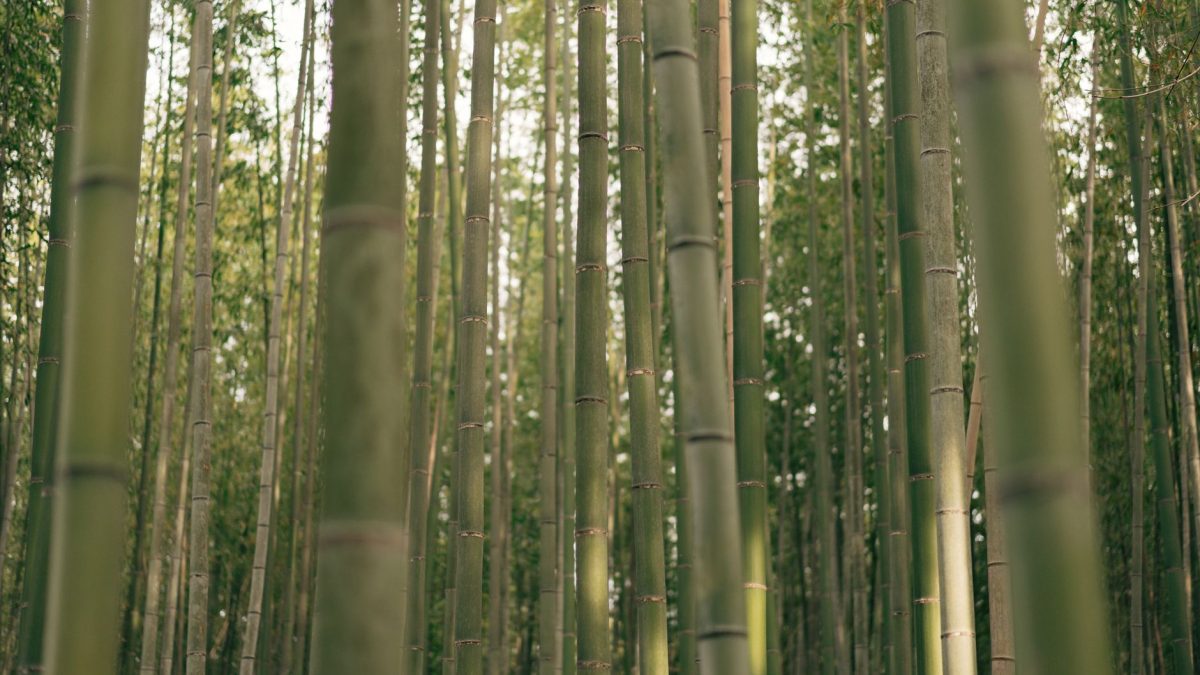 สำรวจความงามของญี่ปุ่นผ่านบทกวีใน Manyoshu