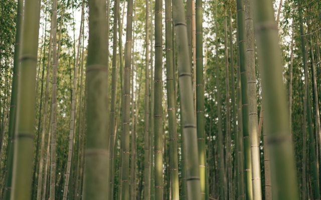 สำรวจความงามของญี่ปุ่นผ่านบทกวีใน Manyoshu