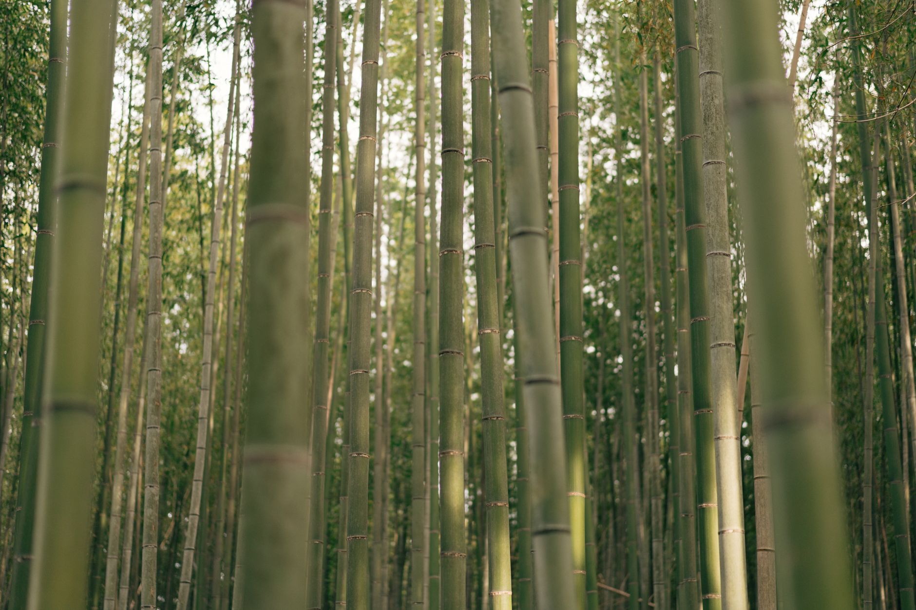 สำรวจความงามของญี่ปุ่นผ่านบทกวีใน Manyoshu